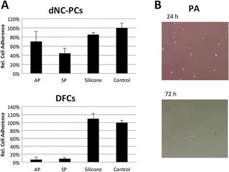 Figure 1. Cell attachment on tested materials. (A) Relative cell adherence of DFCs and dNC-PCs; (B) dental cells did little adhere on PA; representative pictures of DFCs.