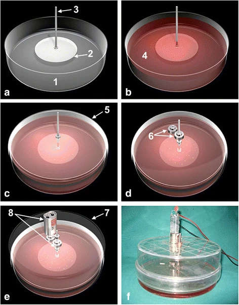 Figure 1. Three-dimensional illustration (a–e) and photography (f) of the experimental setup with the components marked numerical. a 1 Lower petri dish (s’ bottom serving as the lower plate); 2 Rotating glass panel [60 mm diameter (cell bearing)]; 3 Titanium axis. b 4 Liquid medium (red). c 5 Reversed upper petri dish. d 6 Gearwheel with set screw. e 7 Closing; 8 Electronic motor device and adjusting ring with additional set screw