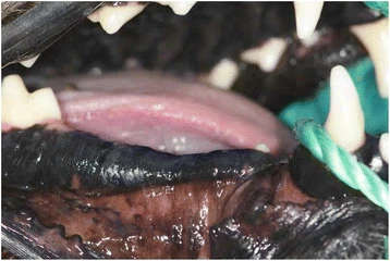 Figure 2. Edentulous posterior mandible of the dog at 3 months after tooth extraction