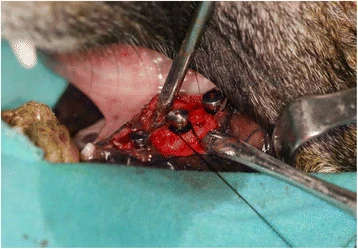 Figure 3. Silk ligatures placed in a submarginal position around the implants