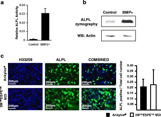 Figure 4. a C2C12 cells (control) and pBMP-2-transfected C2C12 cells were seeded on a 24-well plate (50,000 cell/well) and cultured in DMEM medium for 48 h. ALPL assay showing upregulated ALPL activity in the BMP-2-transfected C2C12 cells. b Cell extracts of C2C12 cells and pBMP-2-transfected cells were run on a 10% SDS-PAGE under non-denaturing conditions. The gel was then stained with NBT/BCIP solution (upper panel). Western bloting of actin showing the equal protein loading on the gel (lower panel). c Increased proliferation of C2C12 cells transfected with BMP-2 as well as ALPL activity when seeded on 3M™ESPE™ MDI disks. However, when the number of ALPL-positive cells is normalized to the total cell number, no differences are observed
