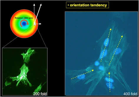 Figure 5. Osteoblasts with an orientation tendency after 24 h of rotation (phallacidin fluorescence staining). On the left side with 200× and on the right side with 400× magnification. The yellow arrows show the orientation of the cells. The red arched arrow within the coloured circle shows the direction of rotation. The dashed white line oriented to the right stands for the resulting centrifugal force. The dashed white line pointing upwards shows the direction of the resulting flow resistance. The solid white arrow stands for the vectorial sum of the abovementioned forces