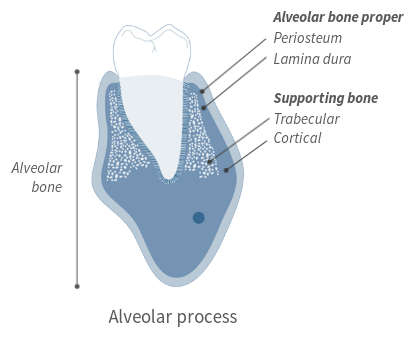 parts of alveolar process