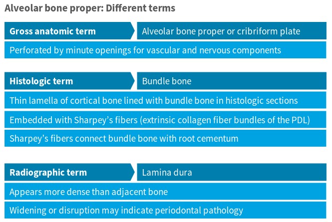 Different terms for the alveolar bone proper