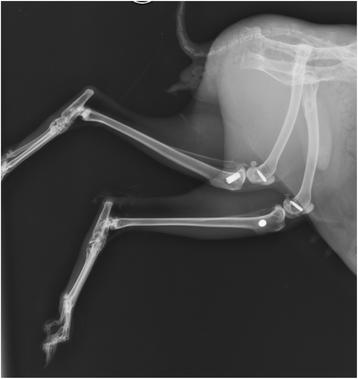 Fig. 1. Radiograph showing implants in the rabbit tibia