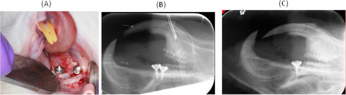 Fig. 2. Implantation of two implants at maxillary diastemata per rat. a Surgery implantation. b X-ray periapical picture after surgery. c Seven weeks after implantion