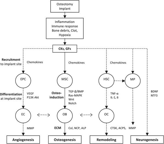 Figure 2. SC, mesenchymal stem cells; OB, osteoblasts; ECM, extracellular matrix; HSC, haematopoietic stem cells; MP, macrophages; OC, osteoclasts.