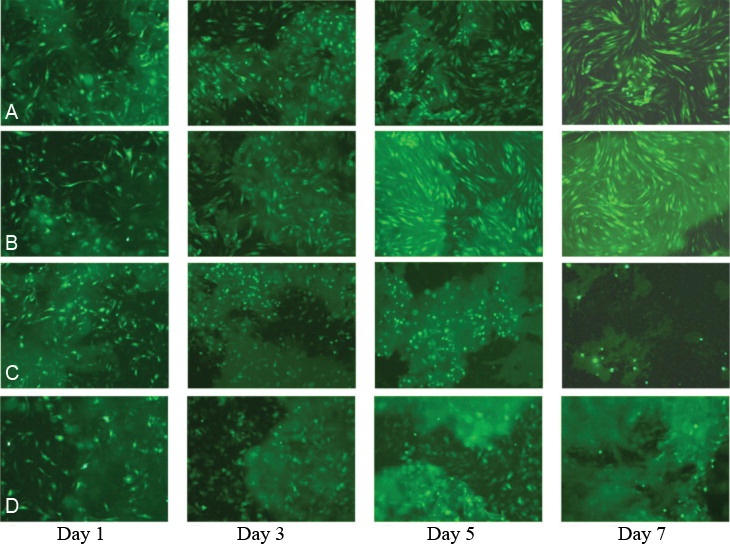 Prototype collagen-hydroxyapatite (Col-HA) composites support the attachments and proliferations of GFP tagged mesenchymal stem cells (C3H10T1/2 + Adi-GFP) for 1, 3, 5, and 7days (fluorescence microscopy ×50). (a) 80%Col-20%HA. (b) 50%Col-50%HA. (c) 20%Col-80%HA. (d) Pure type I collagen (Collaplug).