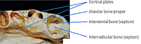 Macroanatomy of alveolar process